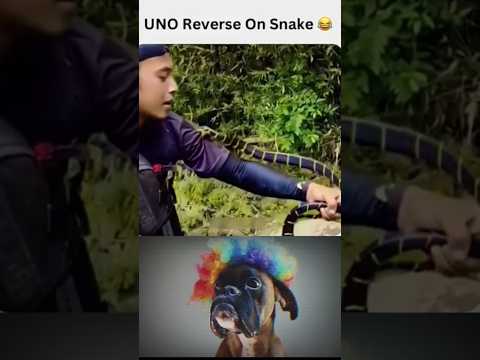 Uno reverse for Snake 🐍☠️|#foryou #trollfacememe #funny #memes #comedy #shortsfeed #viralahorts