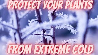 Frost Damage? Here's Exactly What to Do