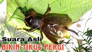Download lagu Suara Jangkrik Pengusir Tikus 6 jam mp3