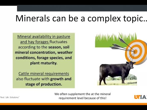 Mineral Nutrition for Beef Cattle