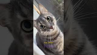 O INCRÍVEL PODER DOS OLHOS DOS GATOS!