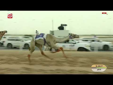 ش 8 (العابر) لـ محمد سلطان بن سعيد الجراح الكتبي 7:27:38 , مهرجان ختامي الشحانية 2026/04/21 لقايا