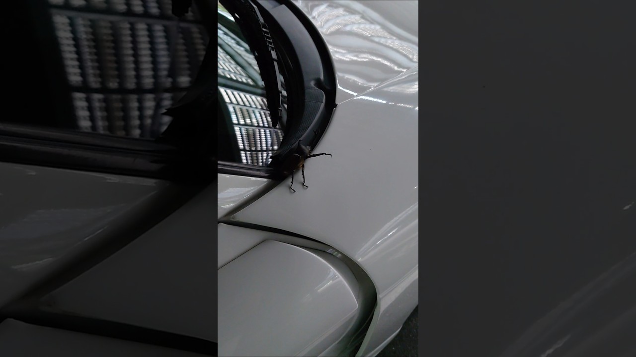 カブトムシがハマってた#カブトムシ