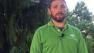Introduction to Taylor's Trees & Turf