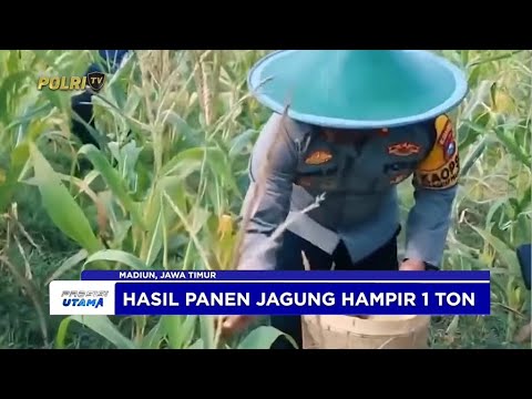 PEMKOT POLRES MADIUN KOTA PANEN JAGUNG PROGRAM SATU JUTA HEKTARE