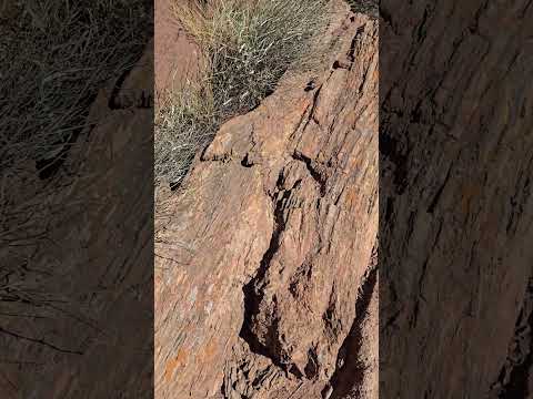 Árbol Petreficado ***   Los Chihuidos Neuquén