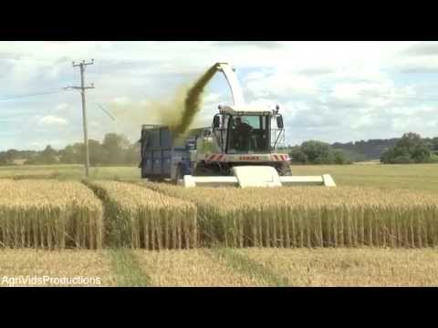 Wholecrop Wheat 2014. With The Mighty Claas Jaguar 890