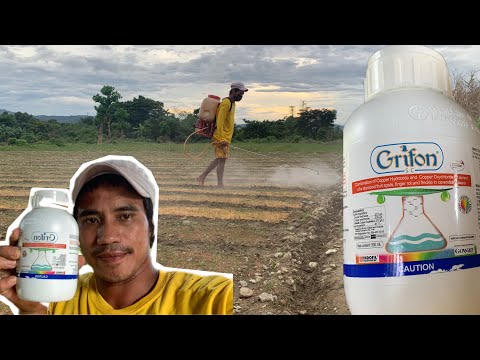First application grifon fungicide 17dats punlang sibuyas 25ltrs 40 ML 16 ltrs 30ML👉🌰