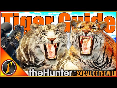 How to Hunt Tigers! | Locations, Zones, Times & More! | theHunter Call of the Wild