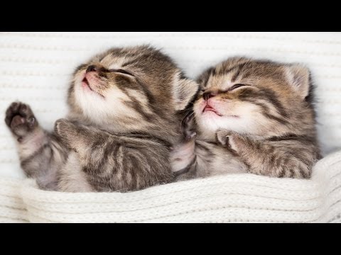 Relaxing Sleep Music, Sleep Therapy, Deep Sleep Music, Insomnia, Spa, Yoga, Zen, Study, Sleep, ☯2855