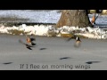 If I Flee on Morning Wings - Fernando Ortega 