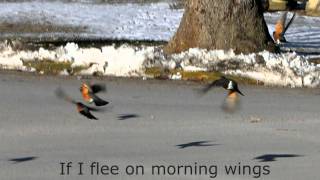 If I Flee on Morning Wings - Fernando Ortega