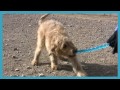 Видео о товаре Safestix Игрушка  для собак / KONG (США)