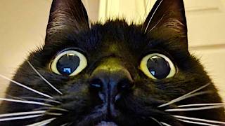 NEW Funny Cats 2024 😸 Cat Funny Videos − Funny Cats