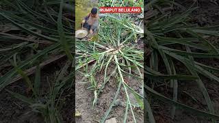 Download lagu Manfaatnya luar biasa #tanamanherbal mp3