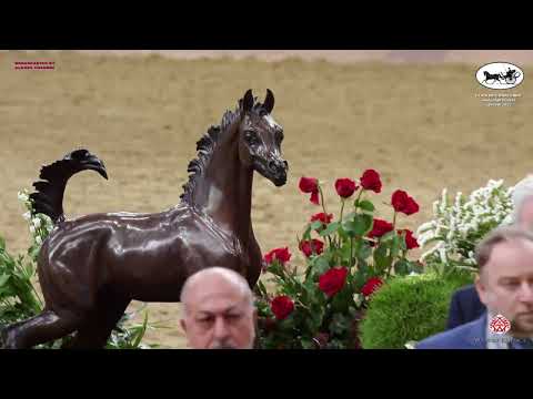 Doha International Arabian Horse Show 2023   Classe 9