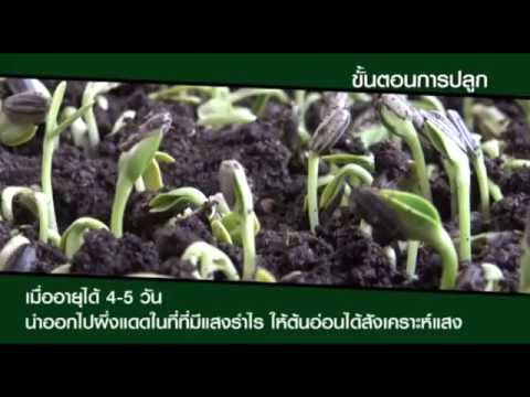 คน การรักษาความอ่อนแอ เสียงเมื่อผู้หญิงคนฟังรู้สึกตื่นเต้น