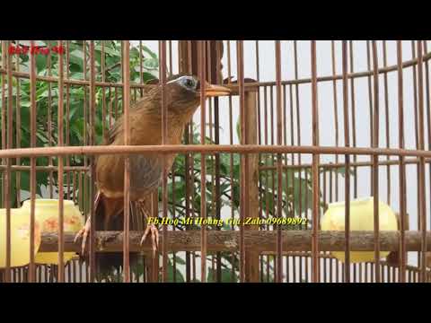 69 Phút Luyện Giọng Hoạ Mi Hót Sáng Hay Hót Nhiều Giọng , Hót Xung Căng , Kích Giọng Nhanh Lên Lửa