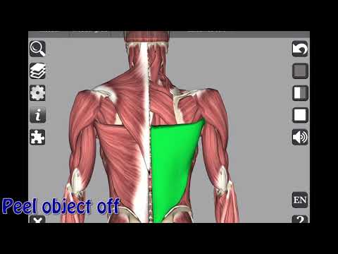 3D Bones and Organs (Anatomy) Video
