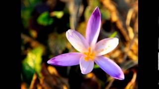 Cristina Scuccia - Senza la tua voce