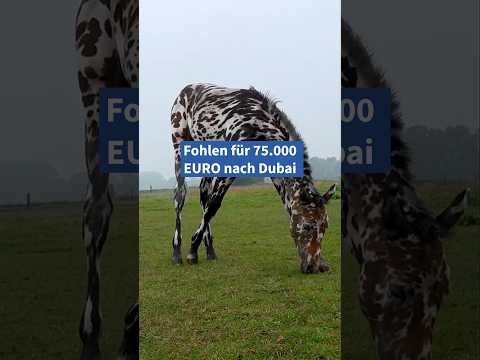 Ein #Fohlen aus Brandenburg hat mit seiner besonderen Zeichnung einen kleinen Hype ausgelöst. #pferd