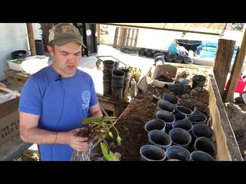 Planting a bare root water lily