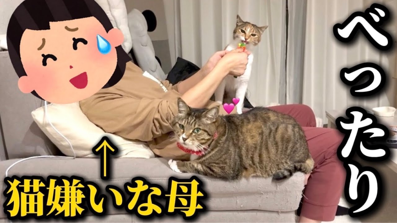 猫嫌いな母が遊びに来たらなぜか猫達に懐かれて困り果ててました