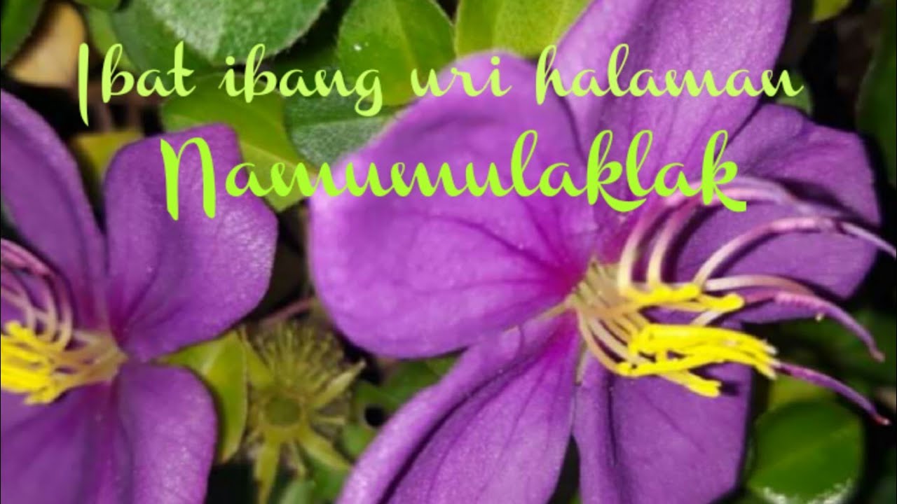 ibat ibang uri ng halamang namumulaklak