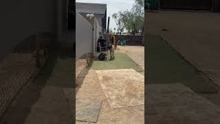 Video preview image #1 Mastiff Puppy For Sale in Goodyear, AZ, USA