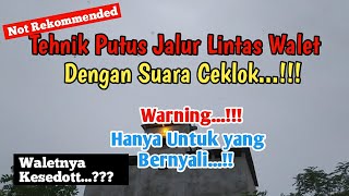 Download lagu Tehnik Putus Jalur Lintas Walet dengan Ceklok. Jangan Coba kalau tak punya nyali...!!! mp3