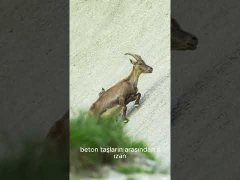 Yaratılış Mucizesi Düz Duvarda Yürüyenler-Dağ Keçileri🐐 #animals #youtubeshorts  #viral #belgesel