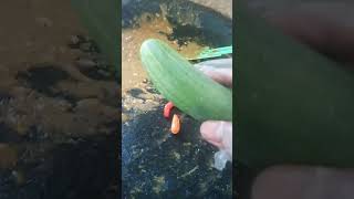 Download lagu Rujak Uleg Timun @ Rujak Uleg Gacor6 mp3