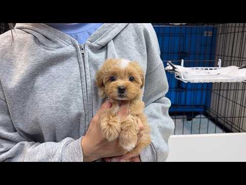 YouTube動画のサムネイル