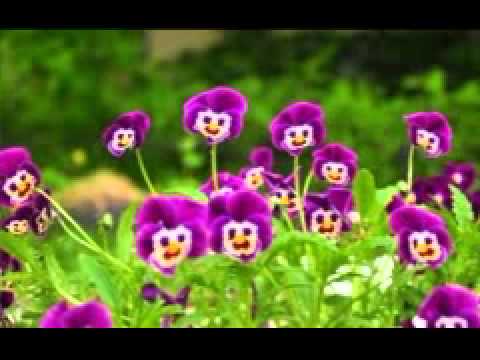 lin chu meas bong (sin sisamuth)