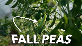 The Underrated Fresh Fall Pea