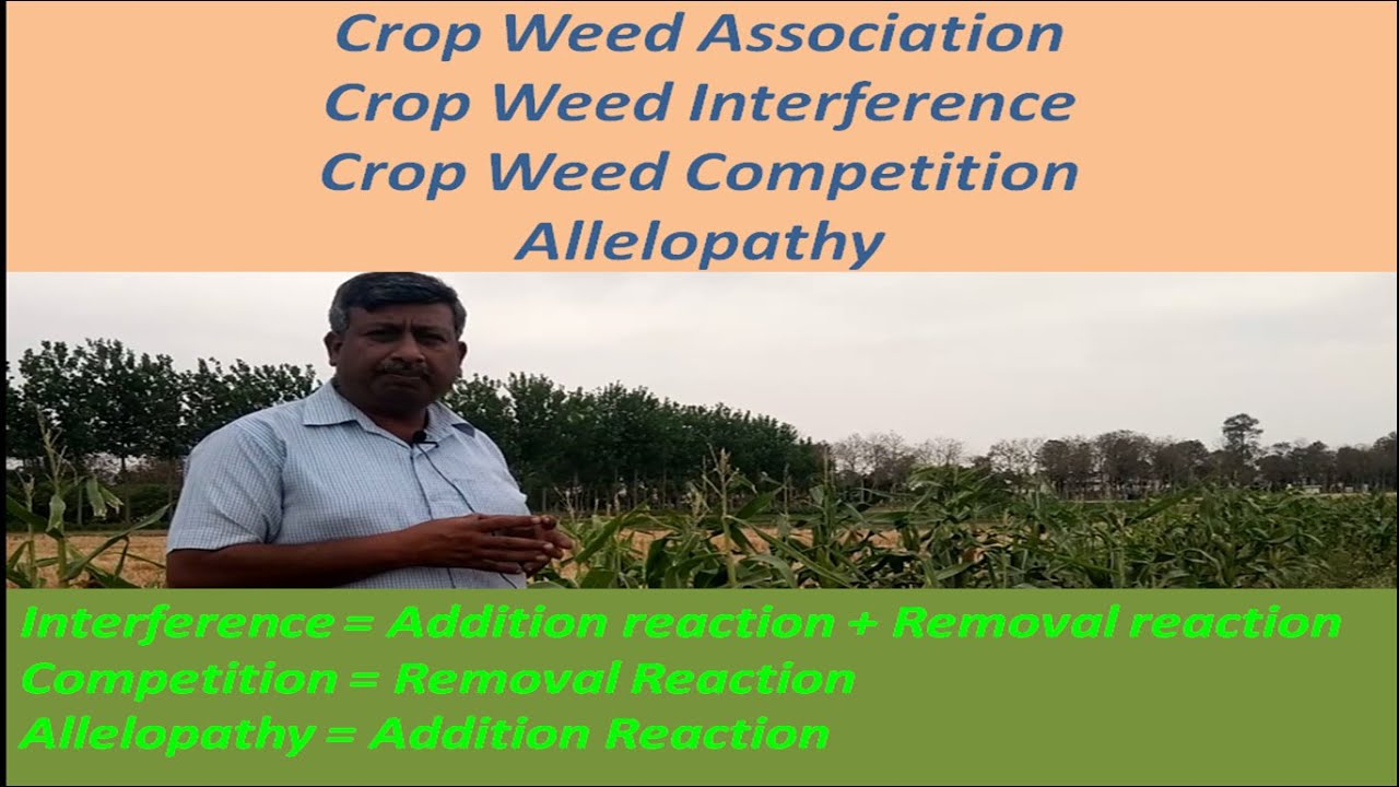 Crop Weed Association, Crop Weed Interference, Crop Weed Competition and Allelopathy