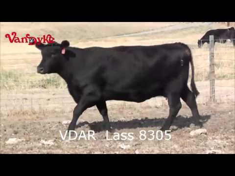 VDAR Lass 8305