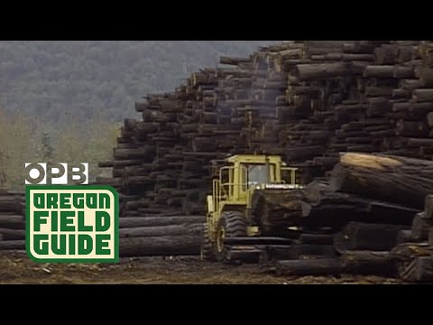 ‘Timber Wars’ reach Mill City | Oregon Field Guide from the OPB Archives