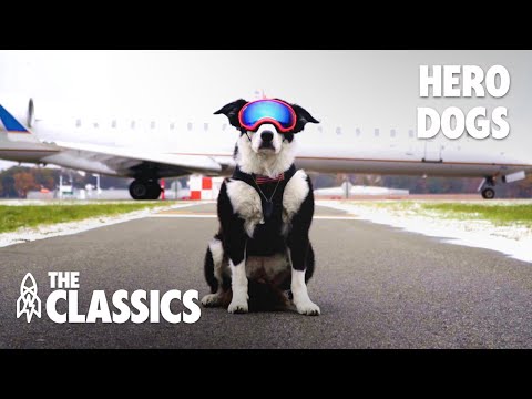 認識世界上最勇敢的狗狗！ (Meet the World’s Bravest Dogs)