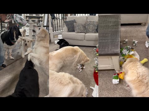 Dogs Open Their Christmas Presents 