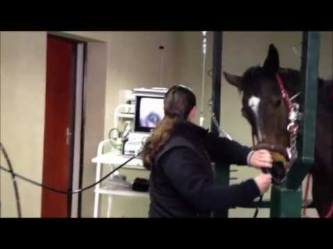comment soigner ulcere estomac cheval