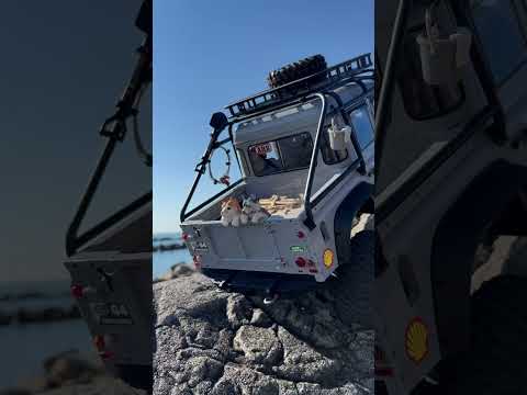 アトラクサスピディ科について詳しく解説