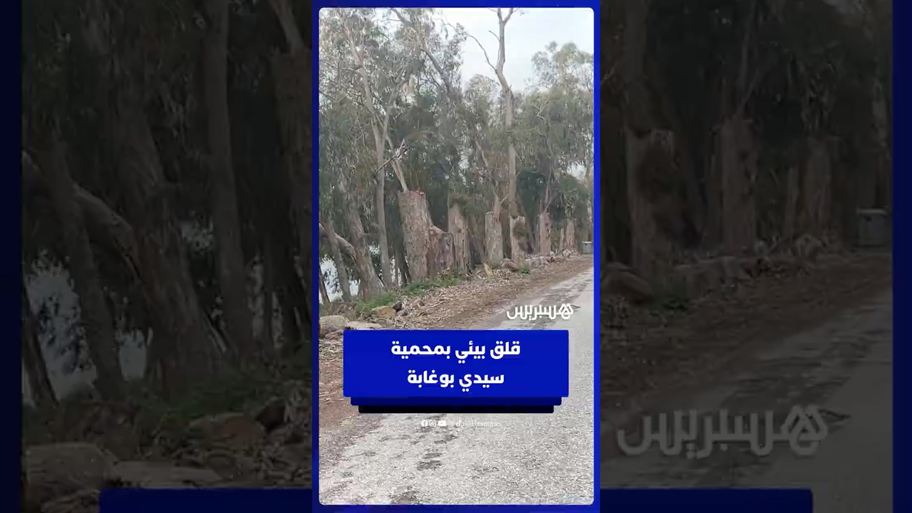 محمية سيدي بوغابة تحت التهديد   قطع الأشجار يثير استياء المواطنين thumbnail