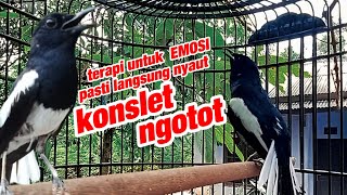 Download lagu KACER GACOR konslet untuk DONGKRAK EMOSI pasti langsung paly on mp3 Download lagu KACER GACOR konslet untuk DONGKRAK EMOSI pasti langsung paly on mp3