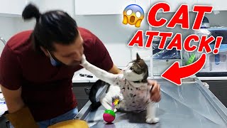 YÜZÜME SALDIRDII! 😱 Kedi Saldırısı Yeni Kahraman: Tokatçı Alex! #TheVe