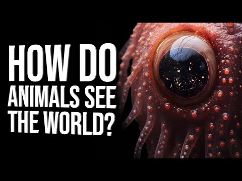 Top Animals With Unusual Vision