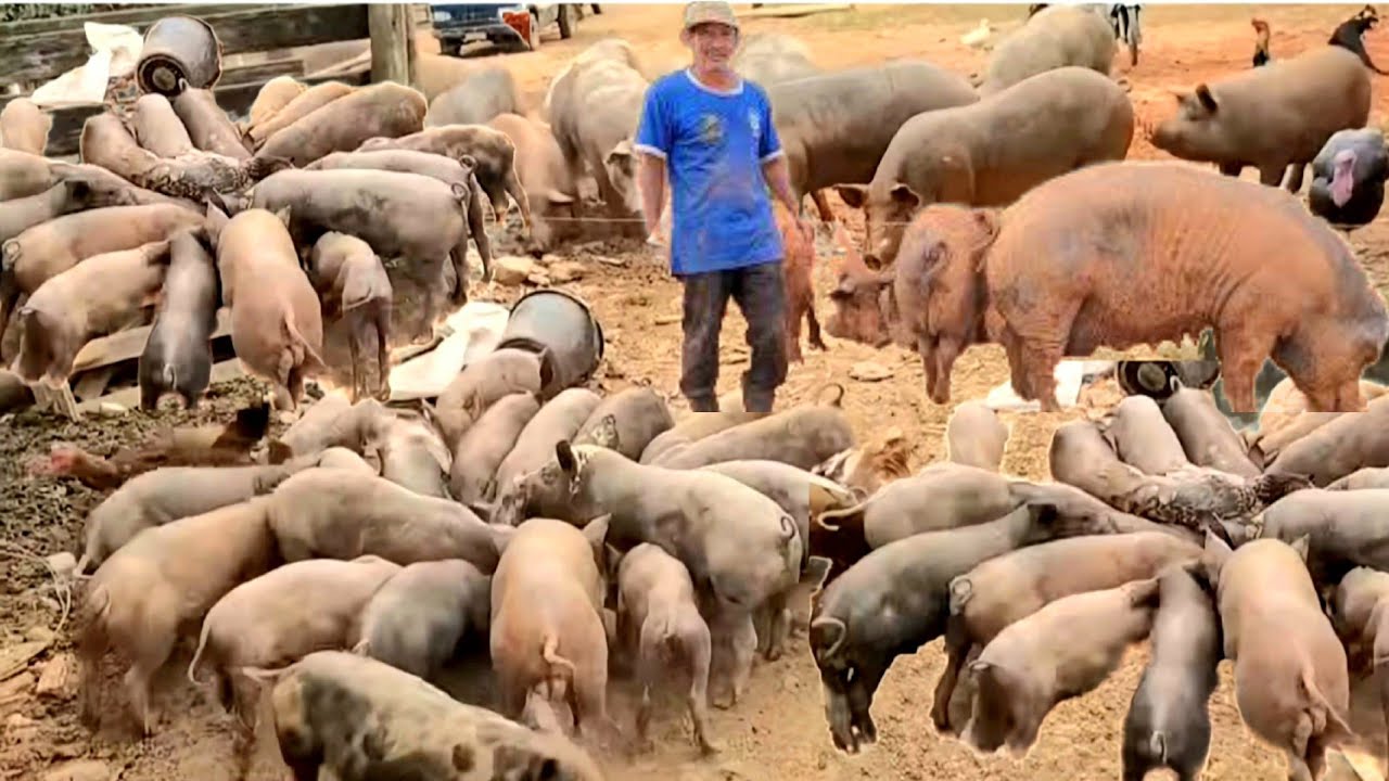 He was a shoeshine boy and started with 8 piglets. Today he has almost 1000 pigs.
