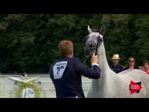 N.22 AL ARYAM KHALOOD - Chantilly 2017 World Cup - 3 Years Old Fillies (Class 3)