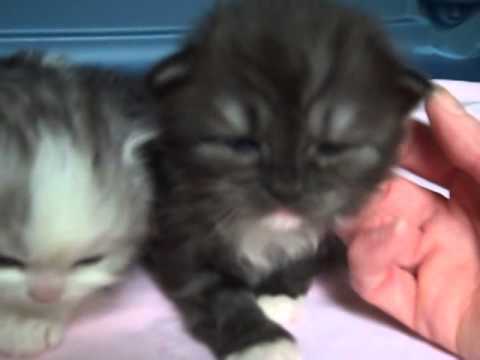 Kaerik RagaMuffin Kittens