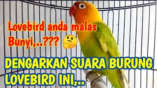 Download lagu Lovebird Anda Malas Bunyi,..?? Coba Pancing Dengan Suara Lovebird ini mp3